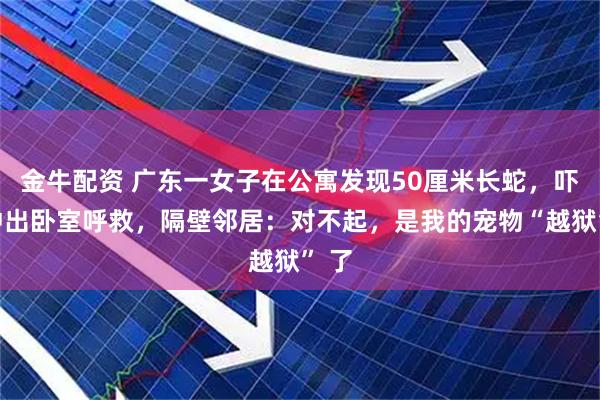 金牛配资 广东一女子在公寓发现50厘米长蛇,吓得冲出卧室呼救,隔壁邻居:对不起,是我的宠物“越狱” 了